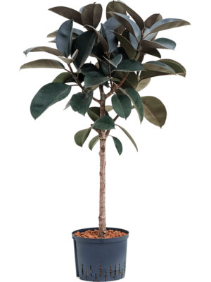 Stem