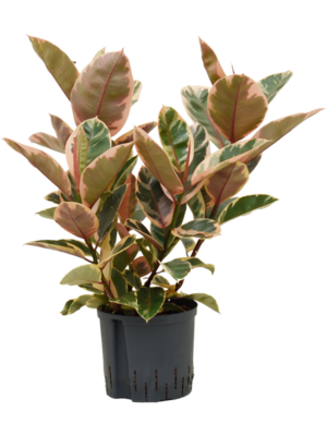 Bush
