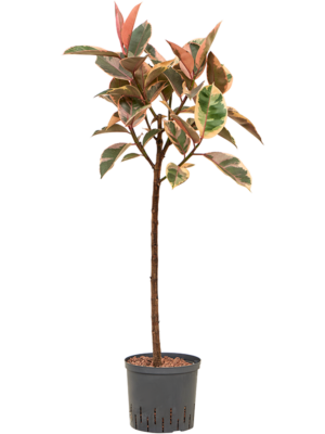 Stem
