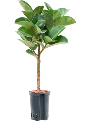 Stem