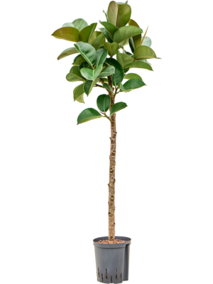 Stem