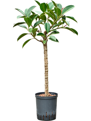 Stem