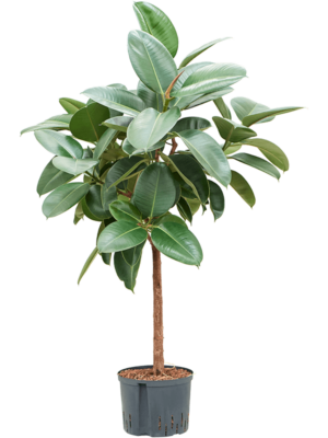 Stem