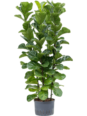 4pp