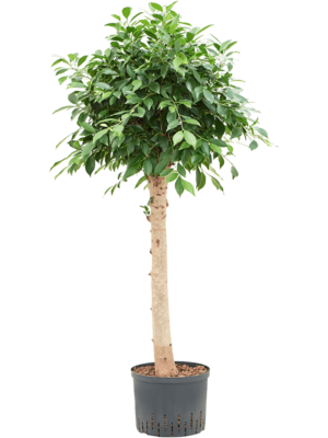 Stem