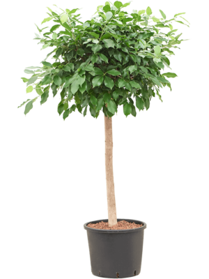 Stem