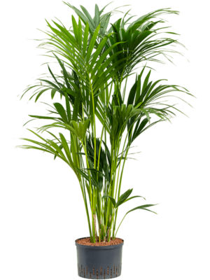Tuft