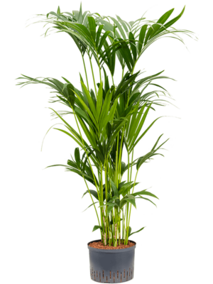 Tuft