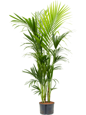 Tuft