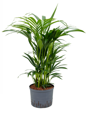 Tuft