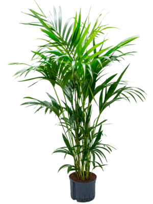 Tuft