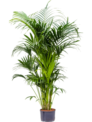 Tuft