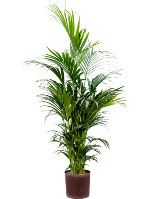 Tuft