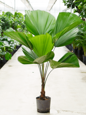 Stem
