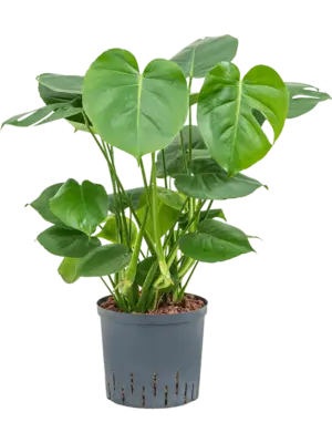 Monstera deliciosa