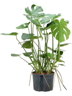 Monstera deliciosa