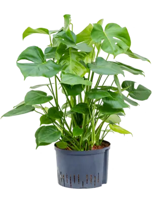 Monstera deliciosa