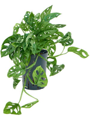 Hanging Plant