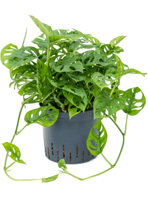 Hanging Plant
