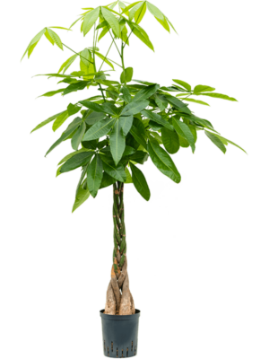 Stem braided