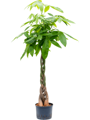 Stem braided