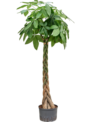 Stem braided