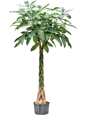 Stem braided