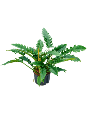Bush