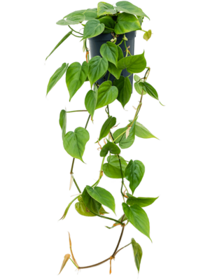 Hanger (60cm)