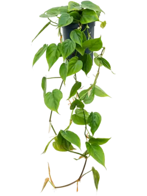 Hanger (60cm)
