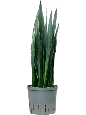 Tuft