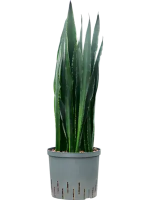 Tuft