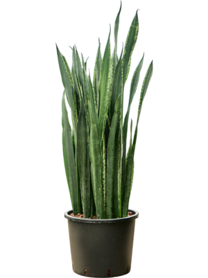 Tuft