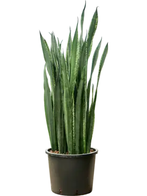 Tuft