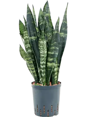 Tuft