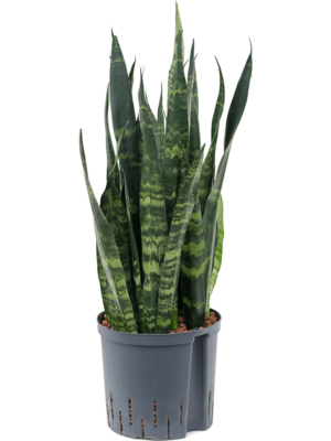 Tuft