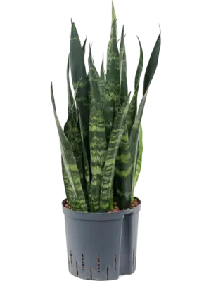 Tuft