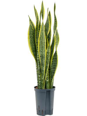 Tuft