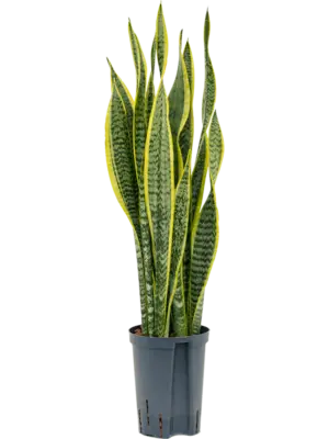 Tuft