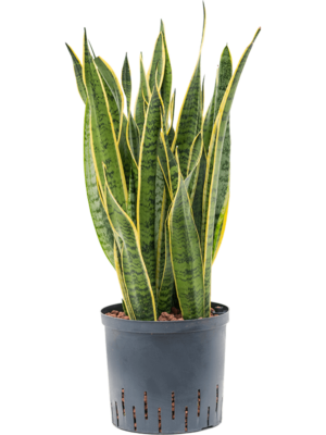 Tuft