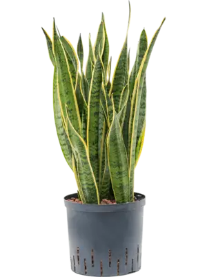 Tuft