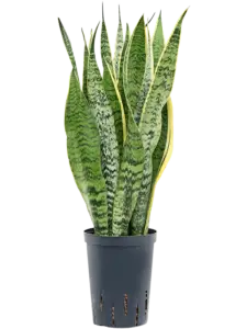 Sansevieria