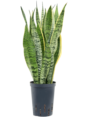 Tuft