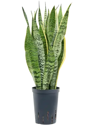 Tuft
