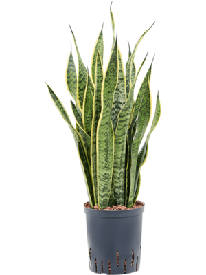 Tuft