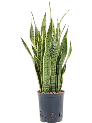 Tuft