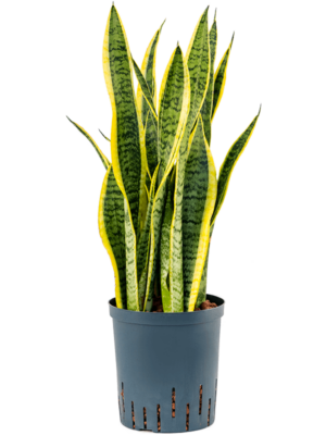 Tuft