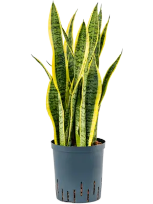 Tuft