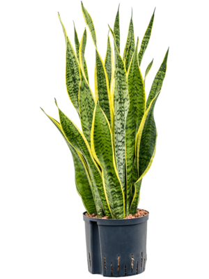 Tuft