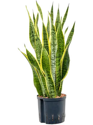 Tuft